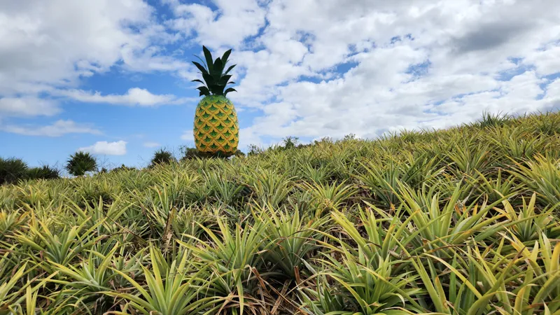 Pineapple field with a giant pineapple sculpture in Okinawa