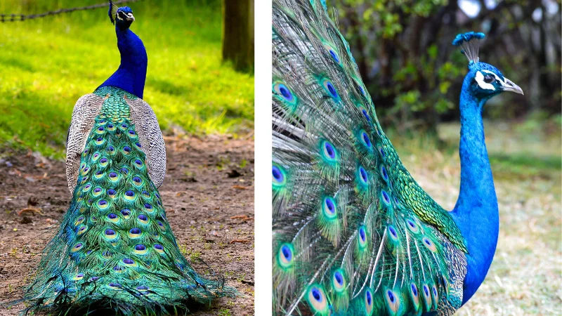Peacock with long colorful tail feathers walking in the park