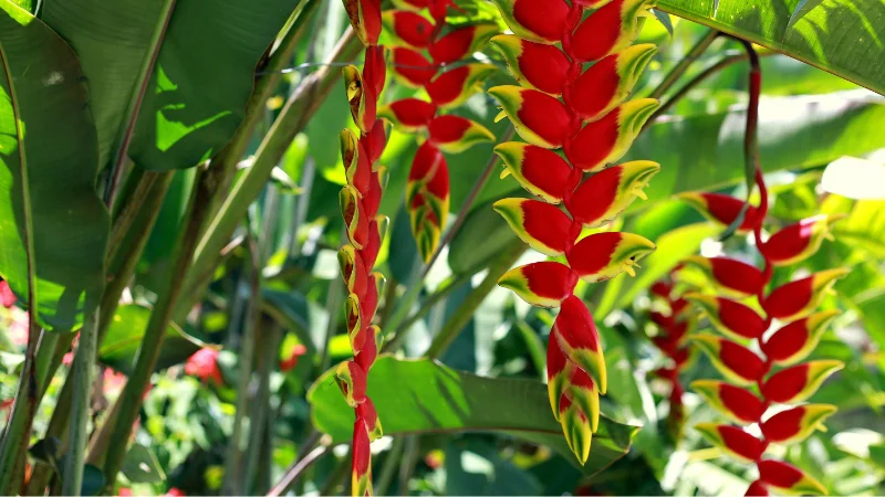 Red and yellow heliconia tropical flowers in sunlight
