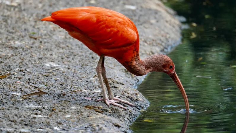 Scarlet ibis drinking water at the edge of a pond