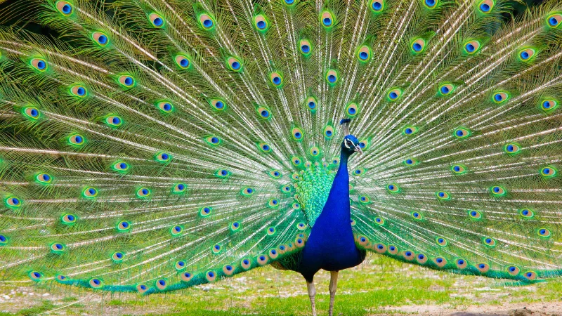Peacock with tail fully spread in a colorful fan