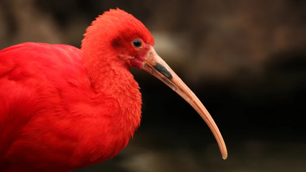 Close-up of a scarlet ibis bird with vivid red feathers at Neo Park Okinawa, Japan.