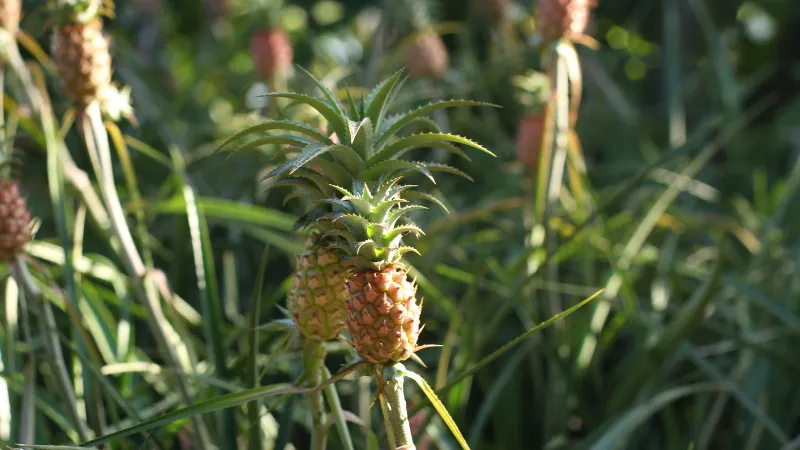 Young pineapple growing among green leaves in Okinawa