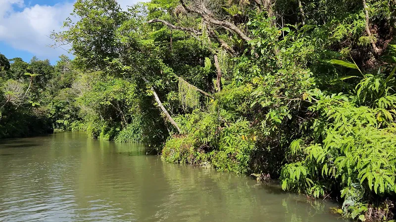Calm river bordered by dense subtropical vegetation in Japan