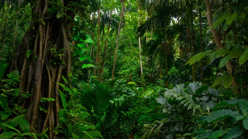 Dense tropical jungle with tall trees and green plants