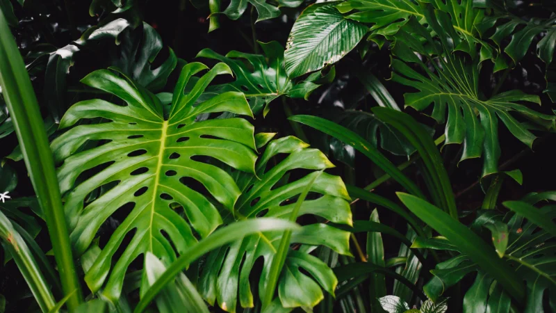 Large green tropical leaves in Neo Park garden