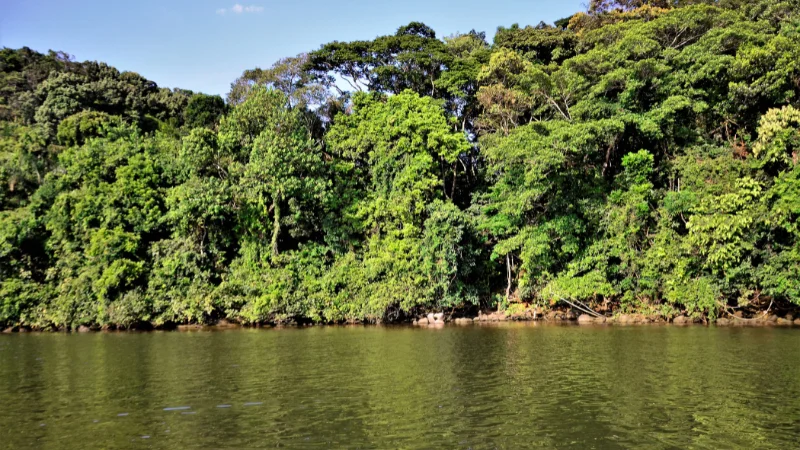 Tropical forest edge along the water in Neo Park