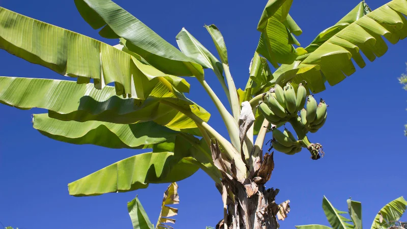 Banana tree with green bananas against blue sky
