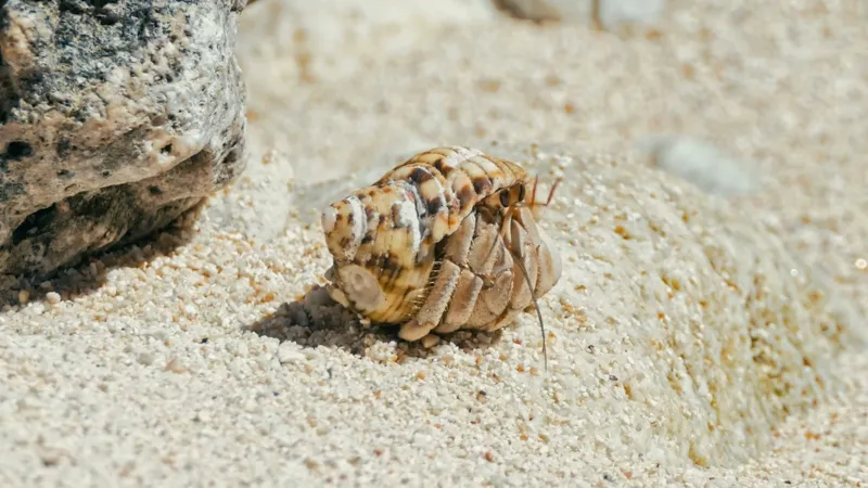 Hermit crab on the sand at Yoshinoura Park in Okinawa