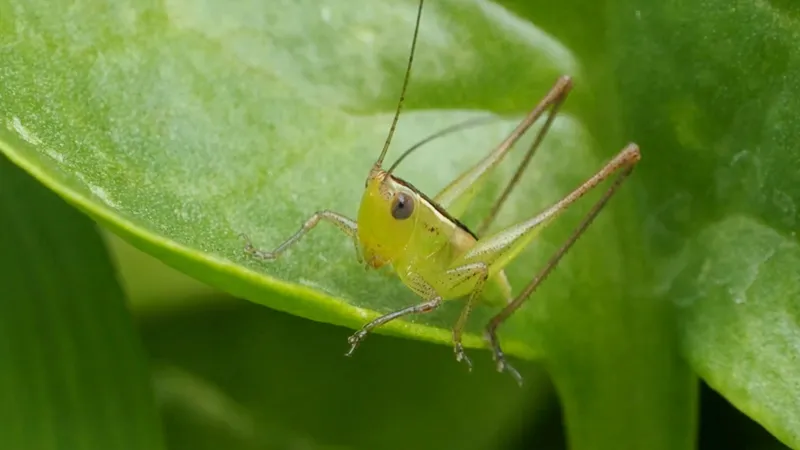 Green grasshopper resting on a leaf at Yoshinoura Park in Okinawa
