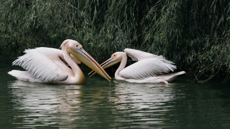 Two pink pelicans floating together on a pond