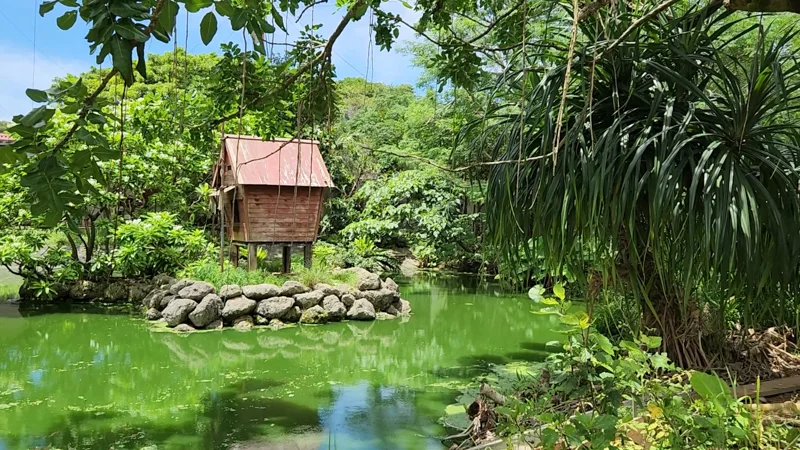 Wooden hut on stilts surrounded by green pond and trees