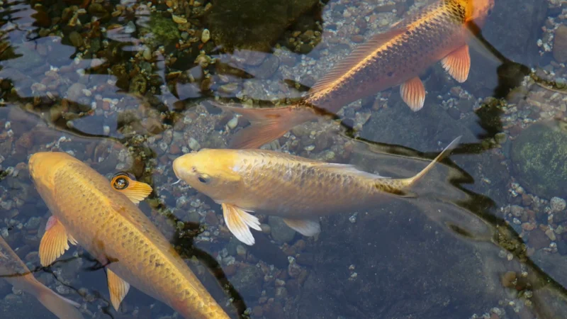 Golden koi fish swimming in clear pond water