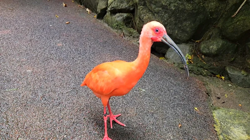 Scarlet ibis walking on paved path in Neo Park