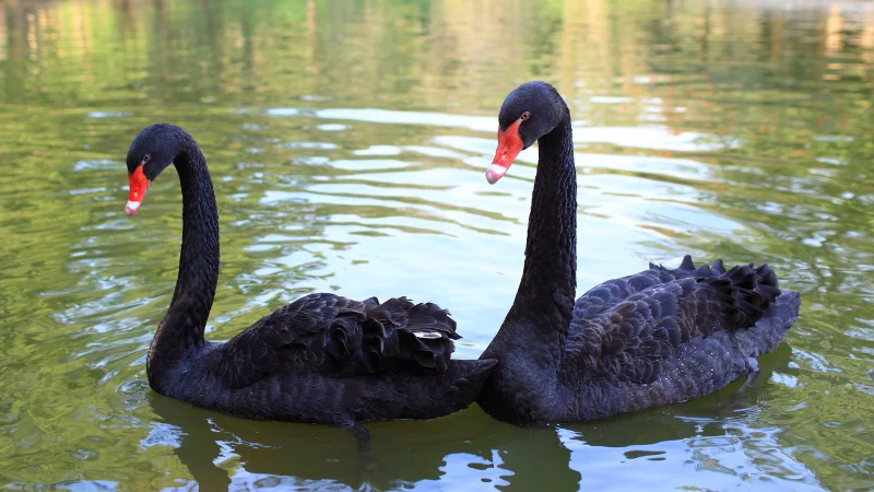 Two black swans floating on pond water