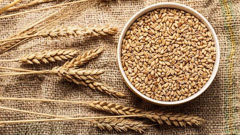 Bowl of wheat grains with wheat ears on burlap fabric