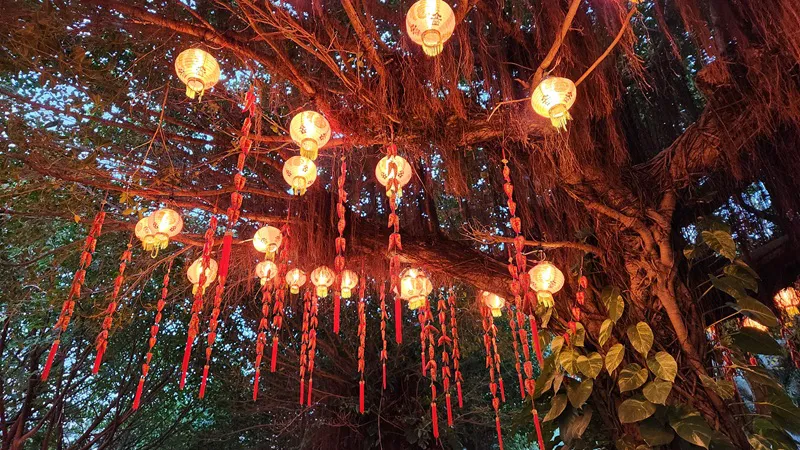 Paper lanterns hanging from tree branches during a night festival