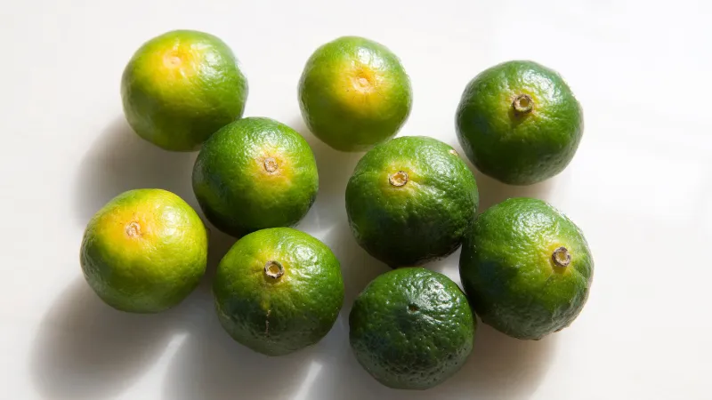 Groupe de shikuwasa frais entiers sur fond clair.
