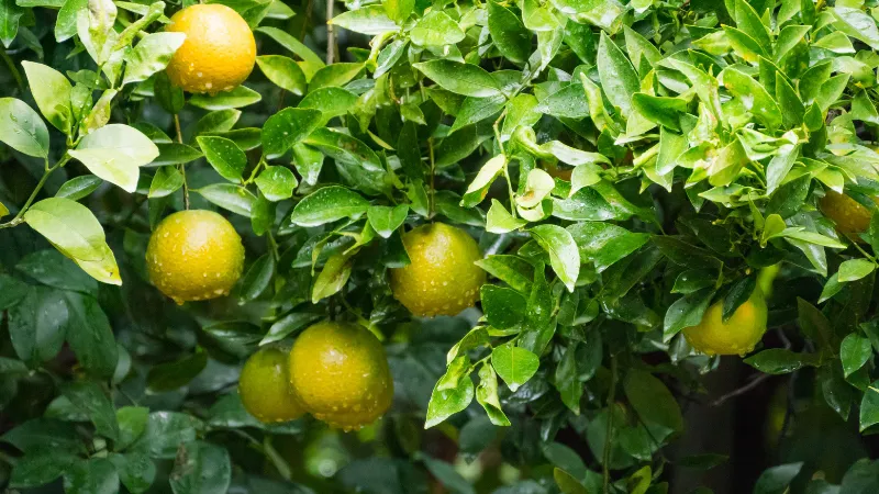 Fruits de shikuwasa poussant sur un arbre parmi des feuilles vertes.
