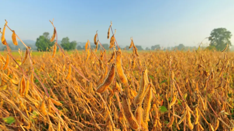 Soybean plants with mature pods in a field
