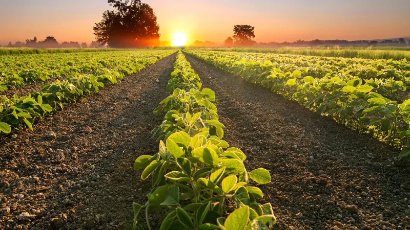 Rows of soybean plants growing in an agricultural field
