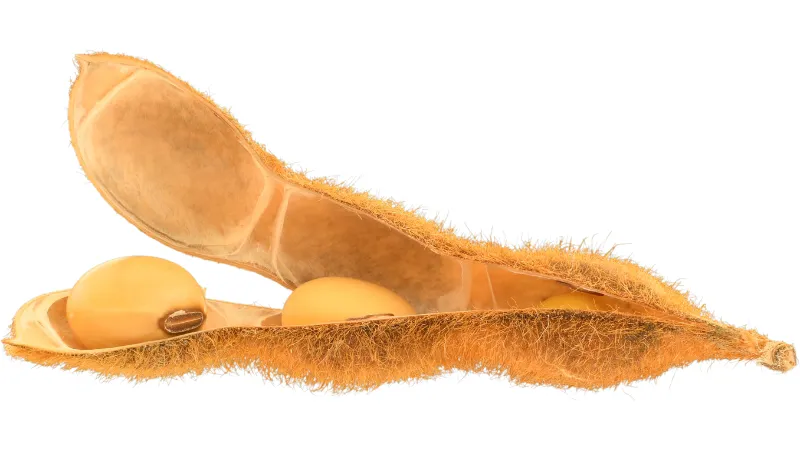 Open soybean pod showing soybeans inside