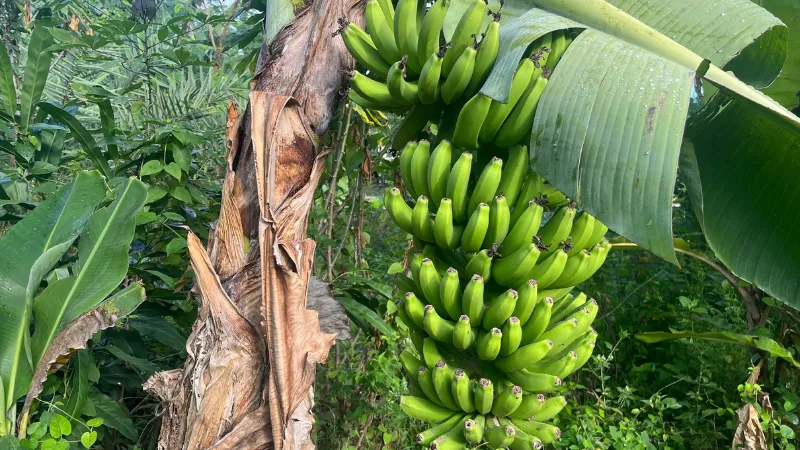 Bunch of unripe green bananas hanging from a tree in Okinawa