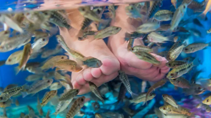 Feet immersed in a tank with fish nibbling skin at Okinawa World spa zone