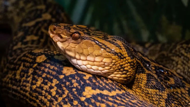 Detailed shot of a patterned Habu snake native to Okinawa