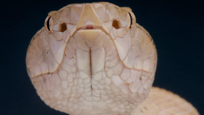 Front view of a rare white Habu snake with scales in sharp detail