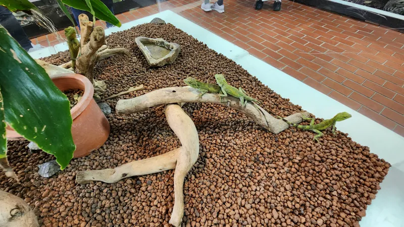 Reptiles sunbathing on tree branches inside a terrarium