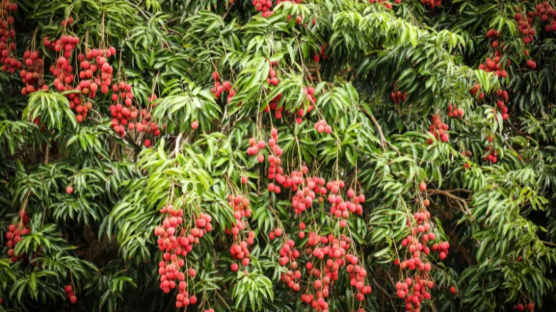Ripe lychees growing in abundance on a tree in Okinawa