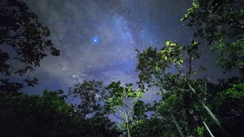 Star-filled sky above tropical foliage in a remote Okinawan forest